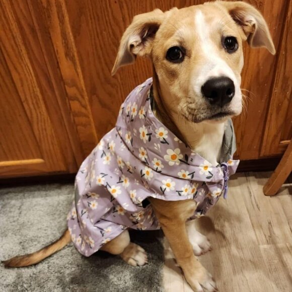 Sniff and Bark Dog Raincoat Size XL - Picture 1 of 5